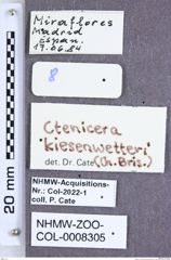 Etiketten zu Ctenicera kiesenwetteri (Brisout, 1866) (NHMW-ZOO-COL-0008305)